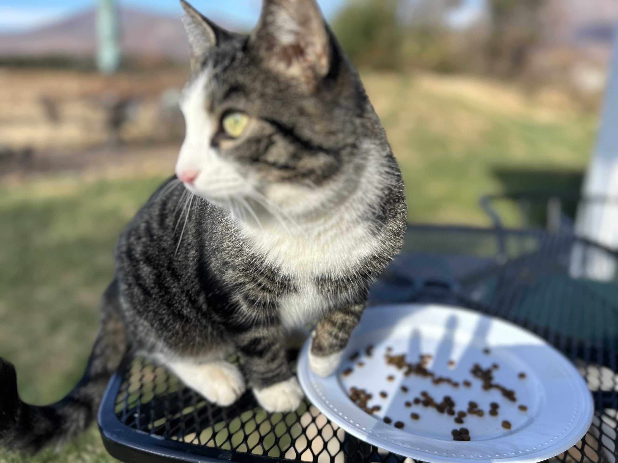 Elise the companion cat